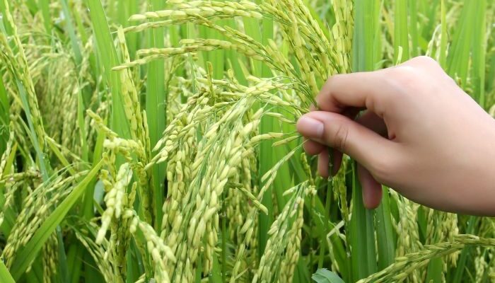 India estimates 521.27 LMT rice procurement during upcoming Kharif Marketing Season 2023-24
