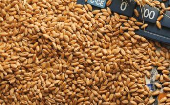 Centre sells 1.66 LMT wheat and 0.17 LMT rice through e-auction under Open Market Sale Scheme (D)