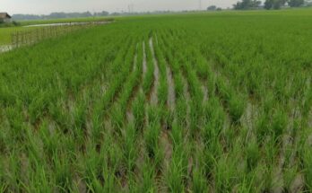 Maximising Kharif Crop Yields: The Role of Crop Protection & Nutrition in Sustainable Cultivation