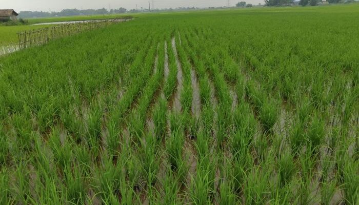 Maximising Kharif Crop Yields: The Role of Crop Protection & Nutrition in Sustainable Cultivation