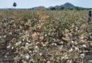 Need to inspect flowers and cotton bolls for preventing pink bollworm in the crop