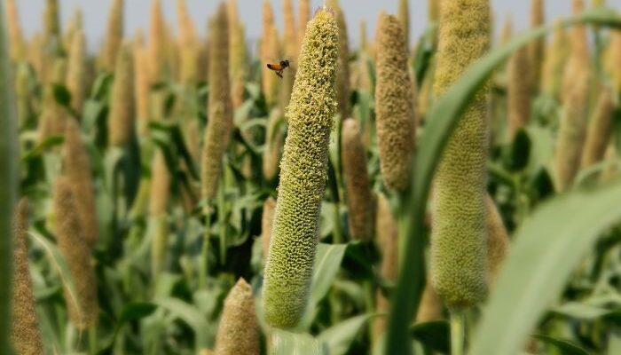 Corteva, ICRISAT, ICAR joint research project achieve milestone by resequencing pearl millet genomes