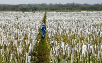 ICRISAT-Corteva joint research decodes pearl millet’s climate resilience and nutritional secrets
