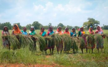 Tribal village to the world market: An inspiring story of lemongrass farmers of Odisha