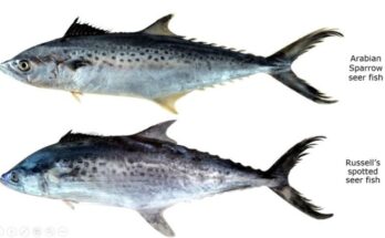 ICAR-CMFRI identifies two more seer fishes from Indian waters