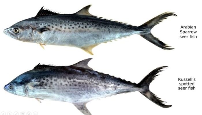 ICAR-CMFRI identifies two more seer fishes from Indian waters