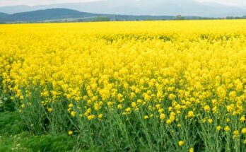 GM Mustard proceedings in Supreme Court: Seed industry remains hopeful, advocates innovation in agriculture