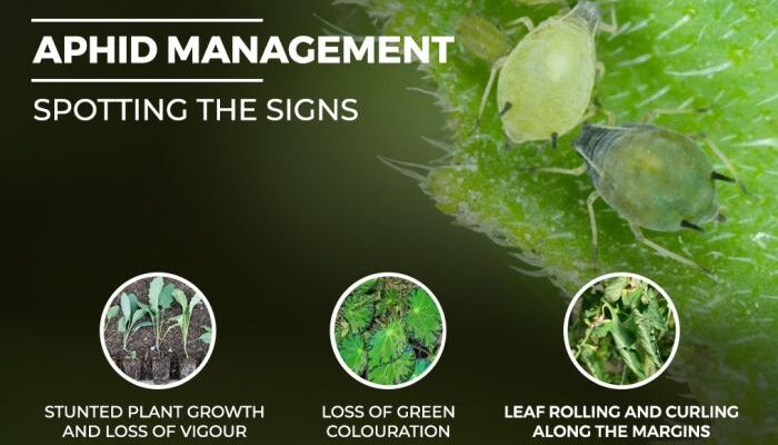 7 best practices for protecting crops from aphid infestation