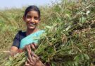 ICRISAT pioneers ‘world's first’ pigeonpea speed breeding protocol to bolster food security in drylands