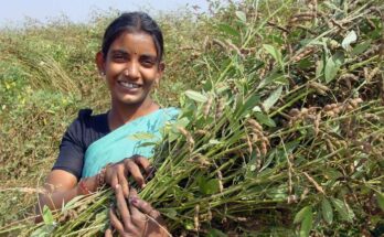 ICRISAT pioneers ‘world's first’ pigeonpea speed breeding protocol to bolster food security in drylands