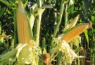 Beyond Molasses: Unleashing the potential of maize for ethanol production in India