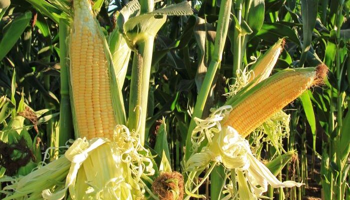 Beyond Molasses: Unleashing the potential of maize for ethanol production in India