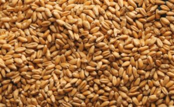 Government orders mandatory declaration of stock position of wheat