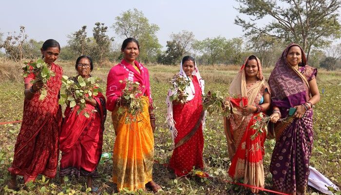 ICRISAT empowers tribal women farmers in Odisha with Rice Fallow Management project
