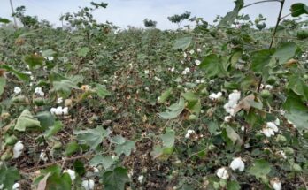 Experts call for continued biotech interventions to harness the full potential of GM cotton in India