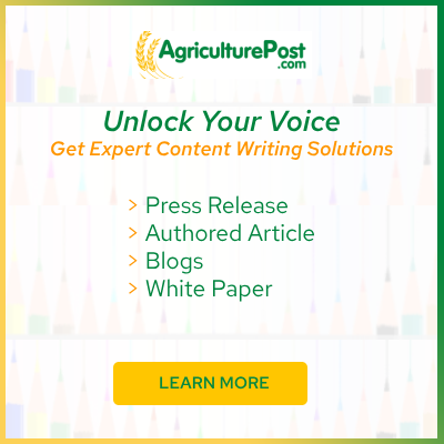 Expert Content Writing Solutions