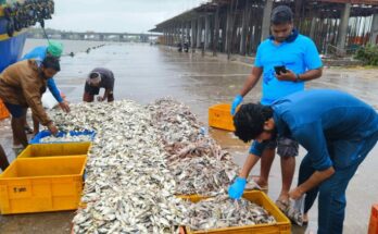 Biodiversity Day: CMFRI survey reveals rich diversity of marine species along Kerala coast