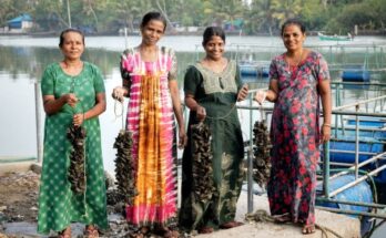 CMFRI Initiative: Women farmers reap bumper harvest of green mussels in Kerala