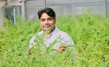 Genetic traits of wild species make chickpea improvement possible: Study