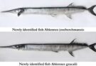 ICAR-CMFRI identifies two new species of needlefish from Indian waters