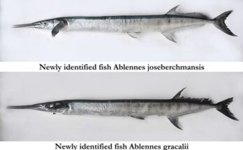 ICAR-CMFRI identifies two new species of needlefish from Indian waters