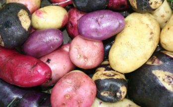 International Day of Potato: A Spud's Odyssey; From the Andes to Your Plate