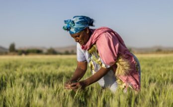 African Development Bank, Ethiopia launch $94 Mn project to augment climate-resilient wheat value chain