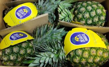 Major breakthrough for Indian fruit exports: APEDA facilitates first shipment of MD 2 pineapples to UAE