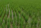 Kharif crop sowing acreage crosses 704 lakh hectares, paddy sowing crosses about 166.06 lakh hectares