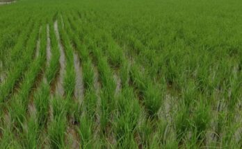Kharif crop sowing acreage crosses 704 lakh hectares, paddy sowing crosses about 166.06 lakh hectares