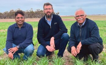 Murdoch University researchers lead to advance wheat nitrogen use efficiency
