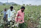 Pink bollworm in cotton: Sportking India, ATGC Biotech, RGR Cell come together to combat the problem