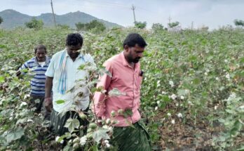 Pink bollworm in cotton: Sportking India, ATGC Biotech, RGR Cell come together to combat the problem