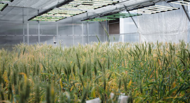 Wheat NUE experiments at CCFI