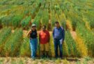 Pangenome breeding opens new route to higher yields and climate resilience