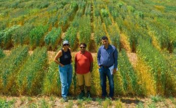 Pangenome breeding opens new route to higher yields and climate resilience