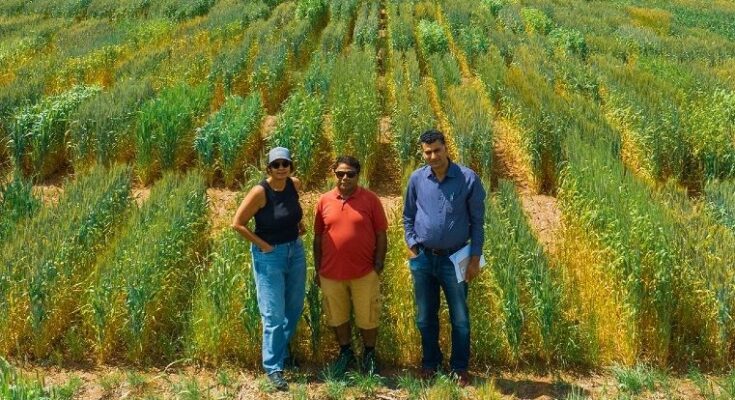 Pangenome breeding opens new route to higher yields and climate resilience